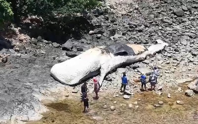 Ngư dân phát hiện xác cá voi nhà táng dài 15 mét trôi dạt vào bờ biển