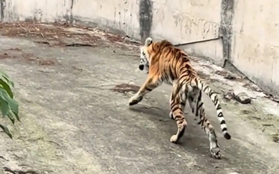 Hổ gầy trơ xương trong vườn thú khiến du khách sững sờ