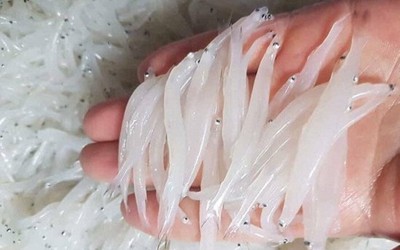 "Ngọc trong nước" độc nhất ở sông Đà, cực bổ dưỡng người già và trẻ nhỏ đều thích