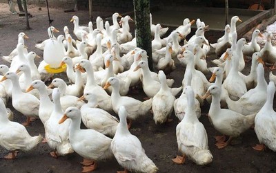 Người phụ nữ 64 tuổi bị bắt vì lái ô tô cán chết đàn vịt