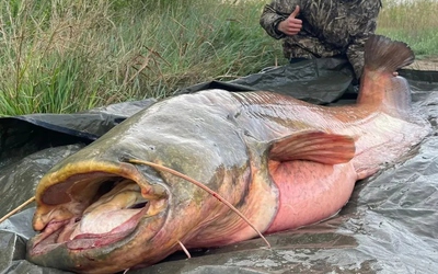 Ngư dân bắt được con cá trê dài 2,5 mét, nặng hơn 150 kg trên sông