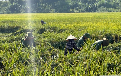 Công an đội mưa xuống đồng cứu lúa và "lá đơn cảm ơn" khiến ai đọc cũng ấm lòng