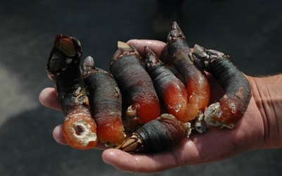 Đặc sản "ngón tay quỷ", nghe tên đã rùng mình giá hơn 5 triệu/kg vẫn có người mua
