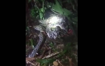 Đi tìm vợ, chồng sợ hãi khi thấy cảnh tượng trong vườn nhà