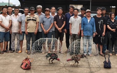 Đột kích sới gà, bắt quả tang 31 người chơi đá gà ăn tiền
