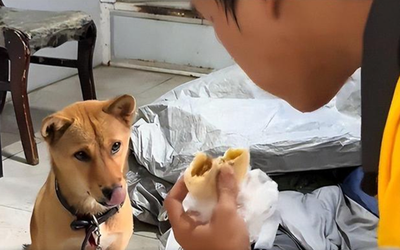Mang theo chú chó nhỏ, nam sinh nghèo ngày làm 10 tiếng, đêm ngủ gầm cầu để tích góp tiền nhập học