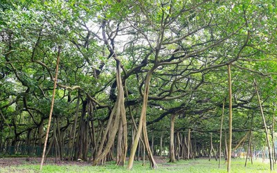 Cây đa lớn nhất thế giới, tán rộng gần gấp 3 sân bóng đá