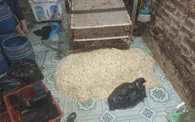 Hưng Yên: Khởi tố đối tượng sử dụng chất cấm sản xuất gần 800kg giá đỗ tuồn ra thị trường