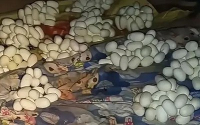 Mở cửa căn phòng trống, nam thanh niên chứng kiến cảnh tượng "không thể tin nổi"