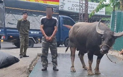 Bắt đối tượng mang ô tô tải đi trộm 4 con trâu ở Phú Thọ