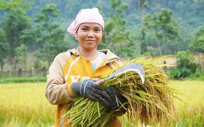 Hành trình làm lúa nước của người Rục sau 65 năm bước ra từ hang đá