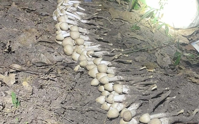Loài cây "từ đất chui lên", giá hơn 1 triệu/kg vẫn có người mua