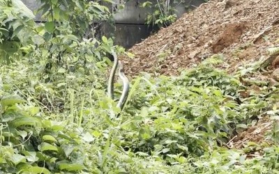 Đi tìm mèo, người đàn ông bắt gặp cảnh tượng bất ngờ sau nhà