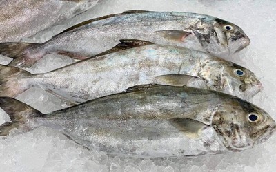 Loài cá nghe tên "ngượng đỏ mặt" - Đặc sản độc đáo bổ dưỡng với giá đắt đỏ vẫn được "săn lùng"