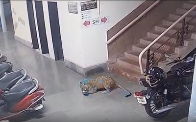 Báo hoa mai rình rập, ngoạm cổ bắt trộm chó trong đêm