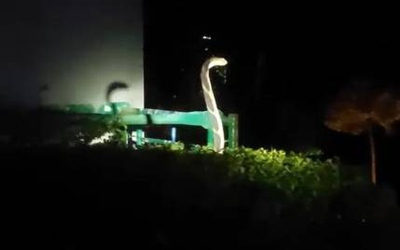 Nghe tiếng chó sủa, người dân chứng kiến cảnh tượng đáng sợ trong đêm