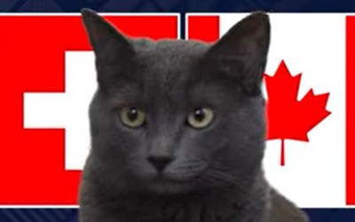 Mèo "tiên tri" dự đoán trận đấu Thụy Sĩ vs Canada: Kết quả ra sao?