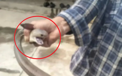 Bắt rắn bằng tay không, người đàn ông chụp ảnh và cái kết "gây sốc"
