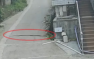 Bắt  sống rắn hổ mang dài 3 mét, nặng 6kg trên đường