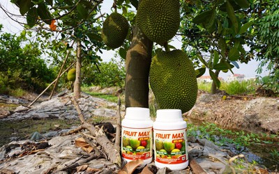 FRUIT MAX NPK 8000: Giải pháp nuôi trái lớn nhanh, bóng đẹp, nặng ký, nâng tầm giá trị nông sản xuất khẩu