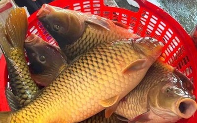 Loại cá giàu protein, giúp kéo dài tuổi thọ ở người cao tuổi