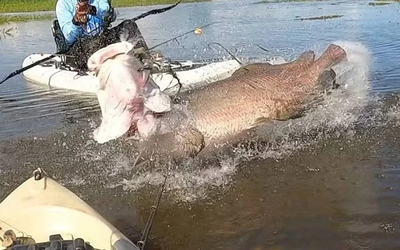 Cần thủ câu được con cá khổng lồ nặng 60kg, dài 2 mét