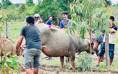 Khống chế trâu "điên" ở Đắk Lắk húc 4 người nhập viện