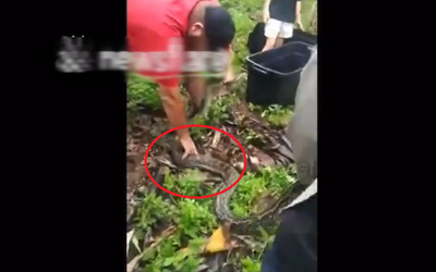 Đi ra vườn, người đàn ông phát hiện cảnh tượng "nổi da gà"