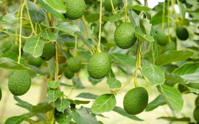 Loại quả được đánh giá "tốt nhất thế giới", ở Việt Nam hễ ra chợ là thấy