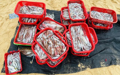 Thức trắng đêm săn "lộc biển", ngư dân thu tiền triệu mỗi chuyến