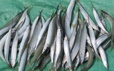 Loài cá "quý hơn vàng" có tên nghe như "hờn cả thế giới"