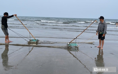 Ngư dân chạy đua với thuỷ triều, cào “lộc trời” kiếm tiền triệu mỗi ngày