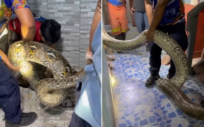 Bắt sống trăn khổng lồ dài 5 mét, nặng 30kg ẩn nấp trong ký túc xá
