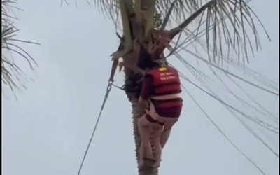 Thót tim 2 mẹ con bị gió cuốn, treo lơ lửng trên ngọn dừa khi chơi dù bay
