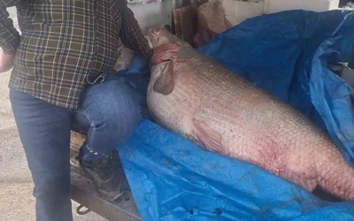 Ngư dân bắt được con cá khổng lồ nặng 130kg trên sông