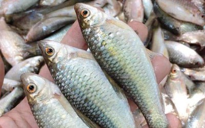 Loài cá có cái tên ai nghe cũng phải hỏi lại, đặc sản chinh phục thực khách khó tính bằng hương vị khó kiếm