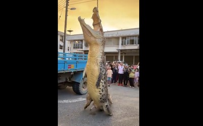 Bắt được cá sấu khổng lồ dài 4,8 mét chuyên tấn công người dân