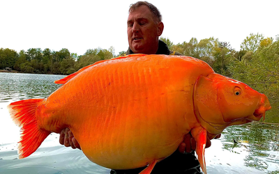 Cần thủ câu được con cá vàng "khổng lồ" 31kg