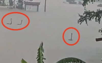 Người dân bắt gặp cảnh tượng nổi da gà trong dòng nước lũ