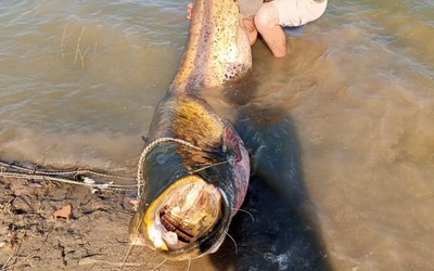 Ngư dân câu được con cá trê khổng lồ dài 2,57m, nặng 157 kg trong đập