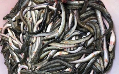Loại cá giàu dưỡng chất có lợi cho sức khỏe nhưng tên khá lạ