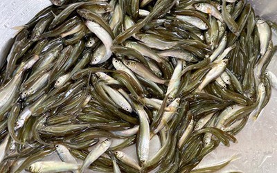 Loài cá nhỏ bé nhưng lại khiến bao thực khách phải mong chờ