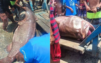 Ngư dân câu được cá mú khổng lồ nặng 100kg trên biển