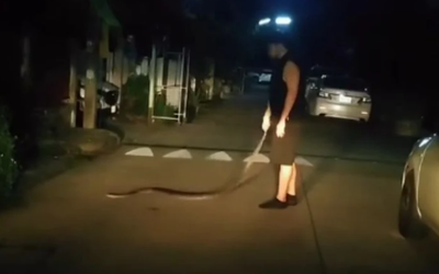 Say rượu, người đàn ông dùng tay không bắt con trăn về nhà