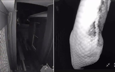 Camera báo động giữa đêm, chủ nhà bắt gặp cảnh tượng nổi da gà