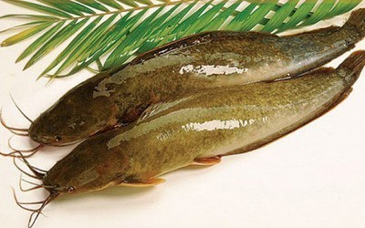 Loại cá có vẻ ngoài giản dị là cả một thế giới món ngon, rất giàu omega-3 và protein