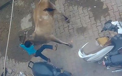 Bò "điên" tấn công, nhấc bổng cậu bé lên không trung và cái kết