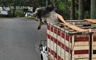 Bò đực nhảy khỏi thùng xe tải để tẩu thoát và cái kết