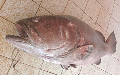 Ngư dân bắt được con cá mú khổng lồ nặng 120kg, giá 14,6 triệu đồng