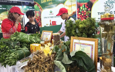 Vì sao sâm Ngọc Linh chưa bứt phá ở thị trường quốc tế?